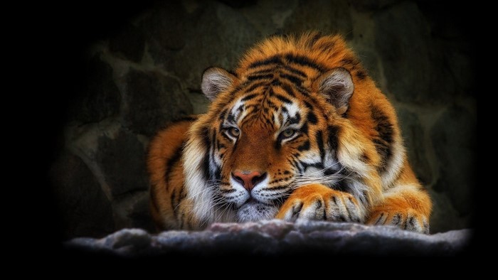 Tiger resting on rocks