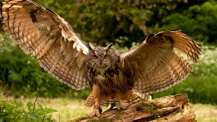 Eurasian Eagle-Owl with wings spread