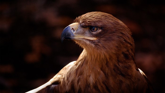 Eagle close-up