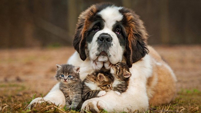 St. Bernard dog with kittens