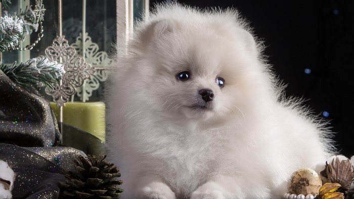 White Pomeranian puppy with Christmas decorations