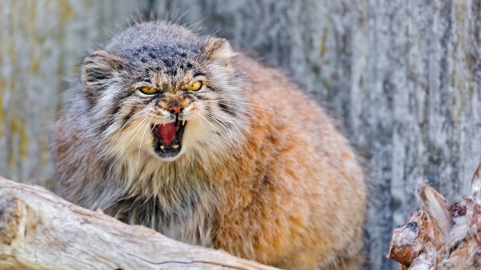 Pallas cat with mouth open