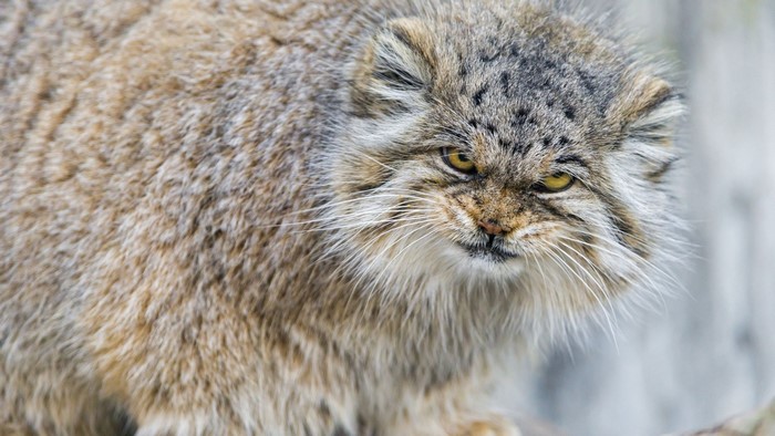 Pallas cat