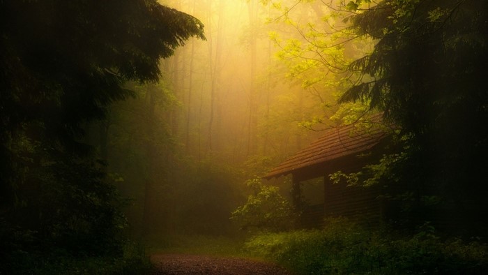 Wooden cabin in a foggy forest with sunlight
