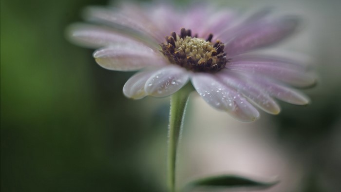 Close-up of a pink daisy with water drops