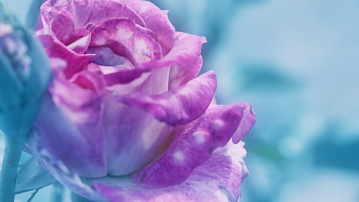 Macro shot of a pink and purple rose
