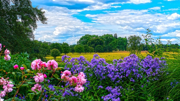 4K Wildflowers in a Field