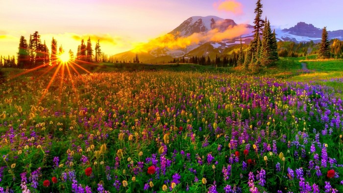 Wildflower Meadow at Sunrise with Mountain