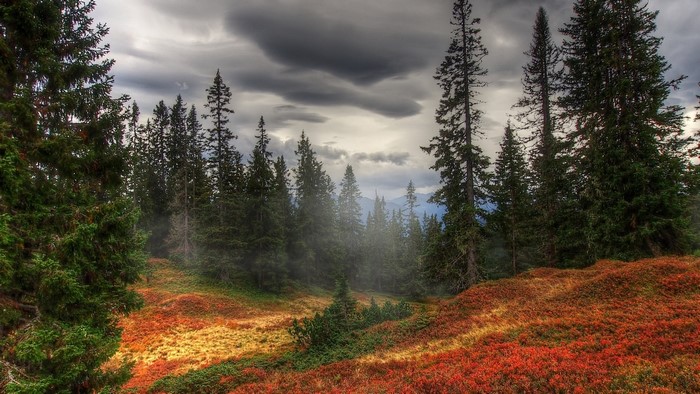 Forest landscape with autumn foliage and stormy clouds