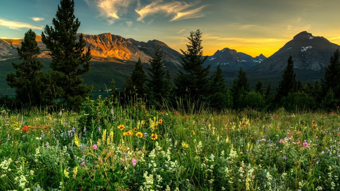 Wildflowers in front of mountains at sunset