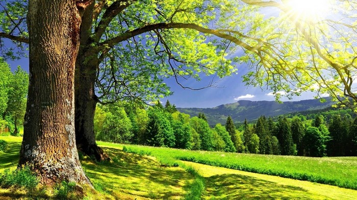 Summer landscape with trees and mountains