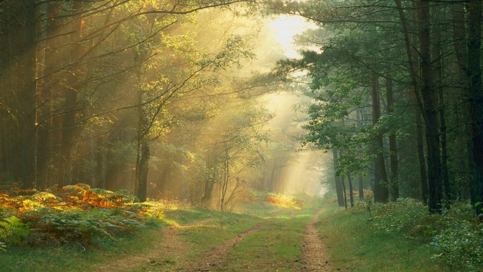 Sunlight filtering through a forest path
