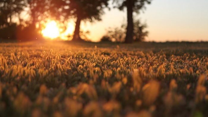Sunset over a field of grass