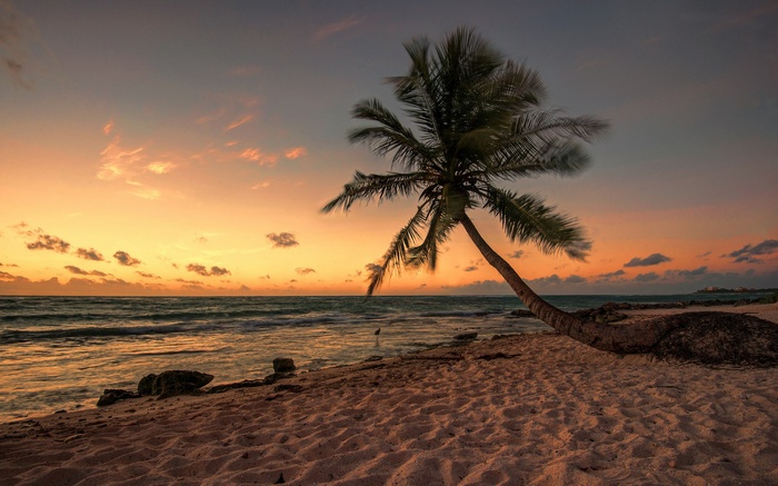 Palm tree on a beach at sunset