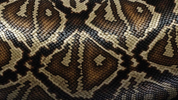 Close-up of Snake Skin Pattern