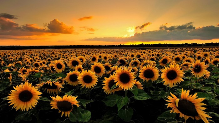 Field of Sunflowers at Sunset