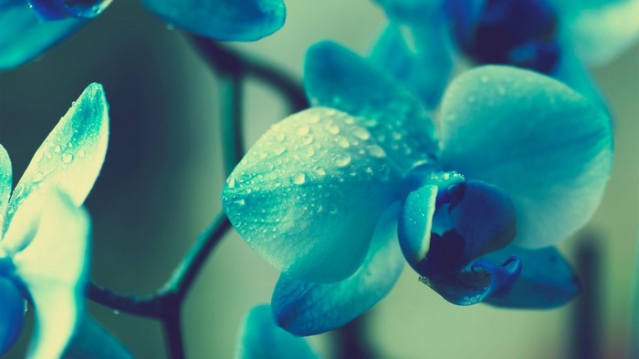 Blue orchids with water droplets