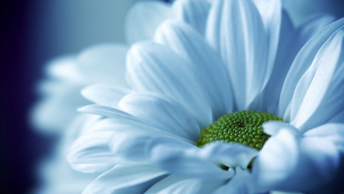 Close-up of a white daisy with a green center