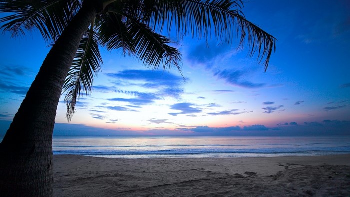 Tropical Sunset Over Ocean with Palm Tree