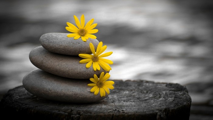 Zen stones with yellow flowers on wood