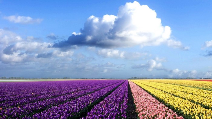 Fields of Purple, Pink, and Yellow Tulips Under a Cloudy Sky