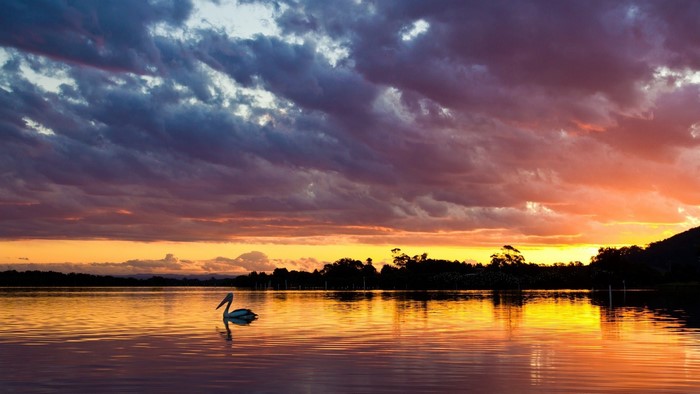 Sunset over lake with pelican