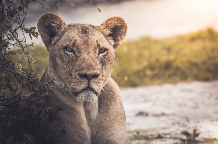 Lioness in Chobe National Park, Botswana 4K