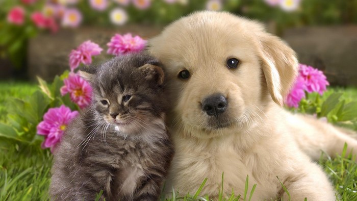 Puppy and Kitten in Flowers