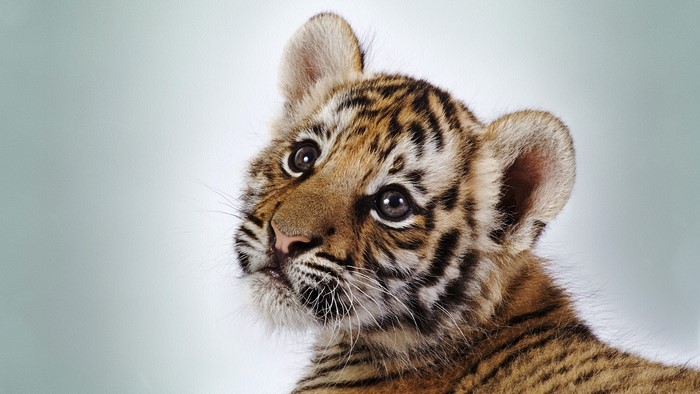 Tiger Cub Close-up