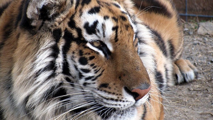 Close-up of a tiger's face