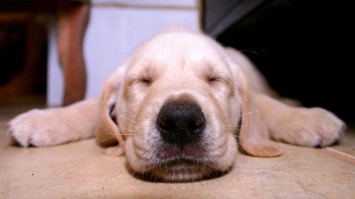 Cute sleeping puppy on the floor
