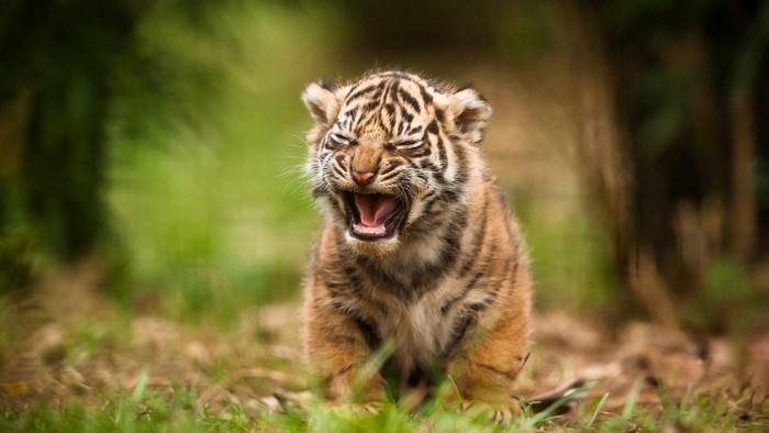 Tiger Cub Yawning in Grass