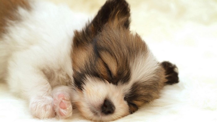 Tiny Sleeping Puppy