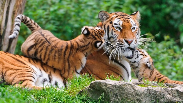 Tiger mother with two cubs