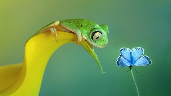 Green frog on yellow petal with blue butterfly