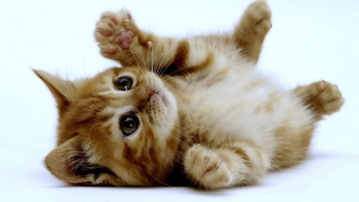 Cute Orange Tabby Kitten Lying on Back