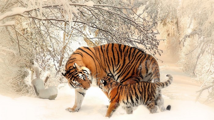 Tiger and cub in a snowy forest