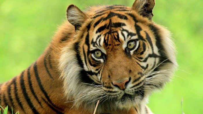 Tiger in the Grass