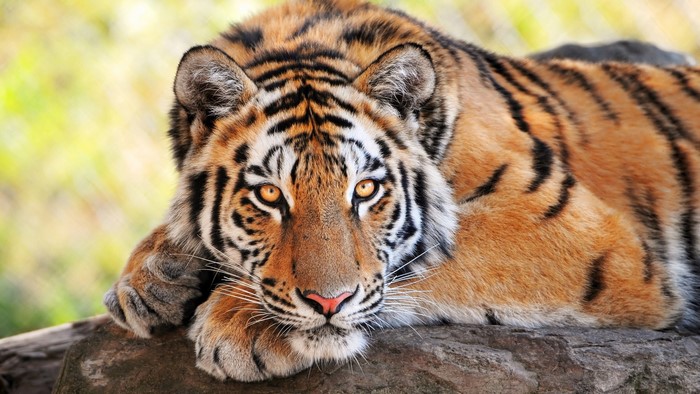 Tiger Lounging on a Rock