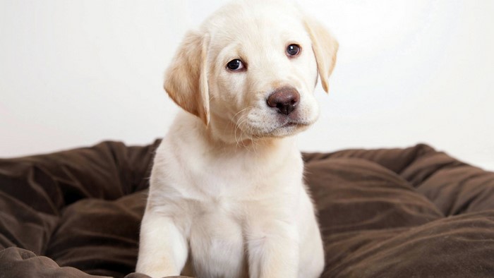 Cute Yellow Labrador Puppy Sitting on a Bed