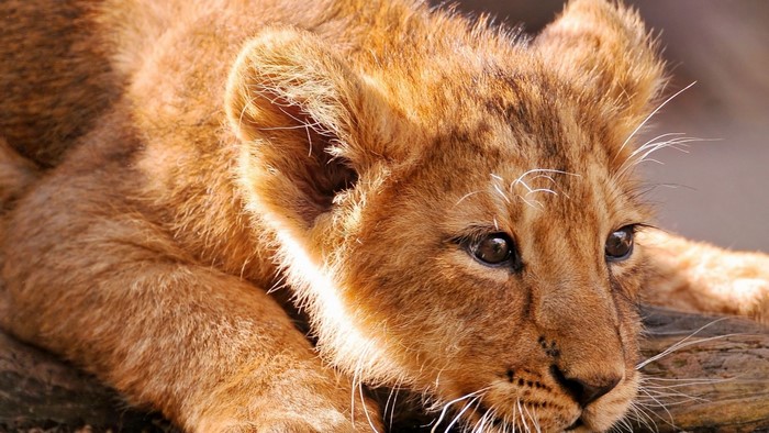 Cute Lion Cub Resting