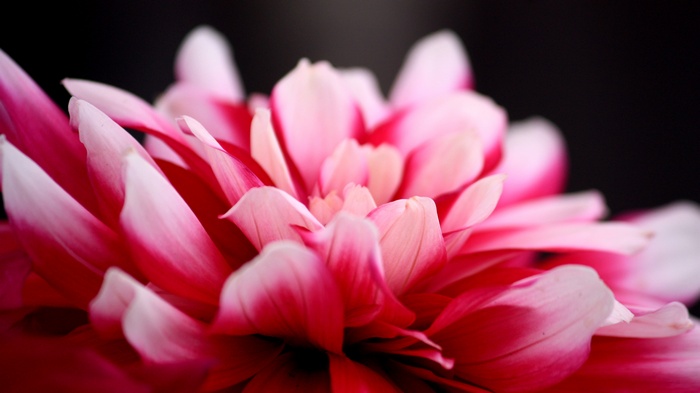 Close up of pink and white flower petals in 4K