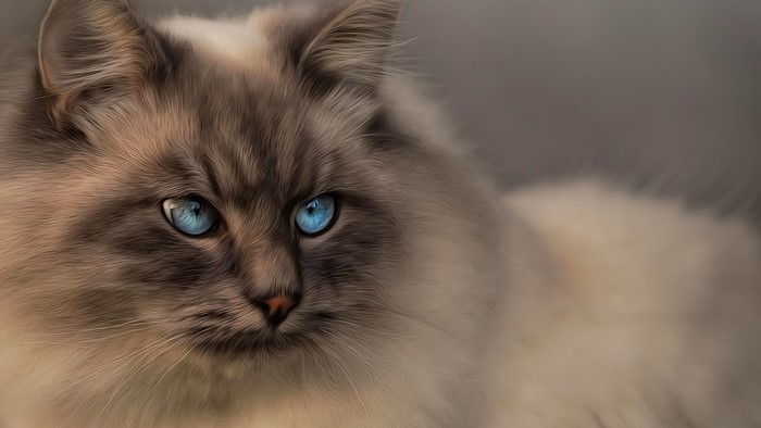 Close-up of a fluffy cat with blue eyes