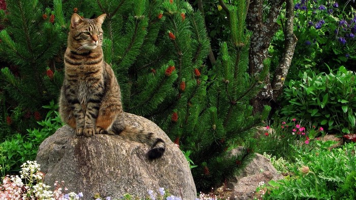 Tabby cat sitting on a rock in a garden