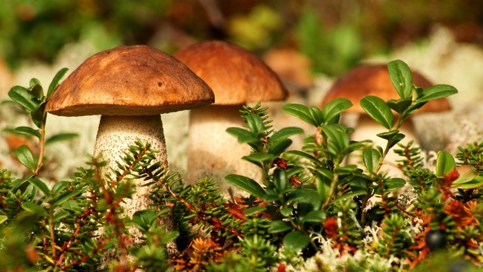 Three brown-capped mushrooms in forest undergrowth