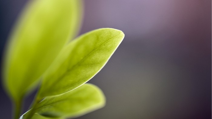 Close-up of bright green leaves with blurred background