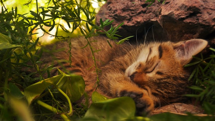 Kitten sleeping in the grass