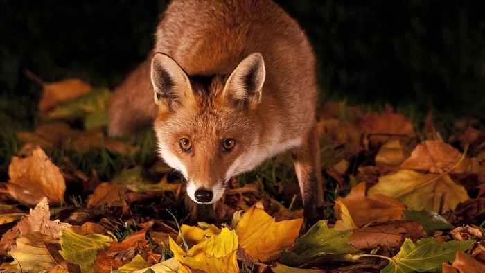 Red fox in autumn leaves
