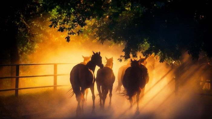Herd of horses running through dusty sunlight