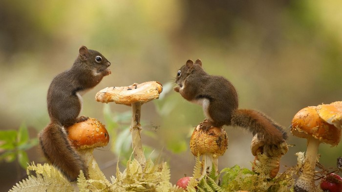 Two squirrels eating on mushrooms